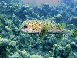 099 Pufferfish IMG 6065